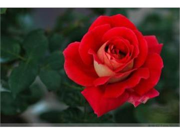 英国国花玫瑰，代表了英国的气质