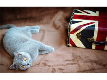 英国投资方向专业好的大学有哪些？申请条件是怎样的？